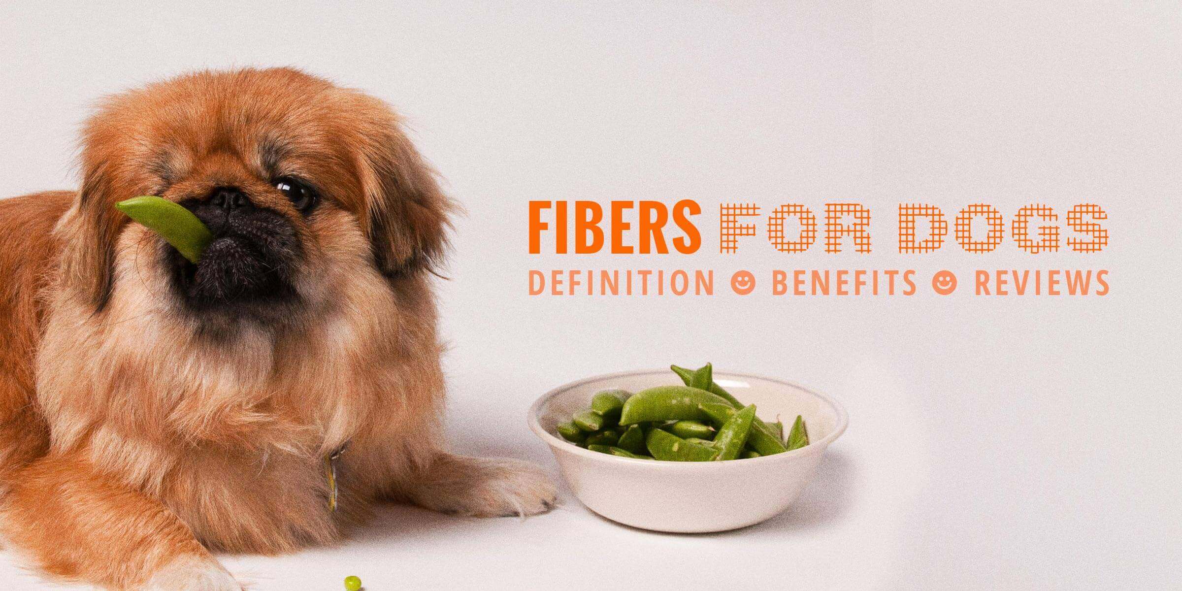 fibers-for-dogs-definition-faq-supplements-reviews