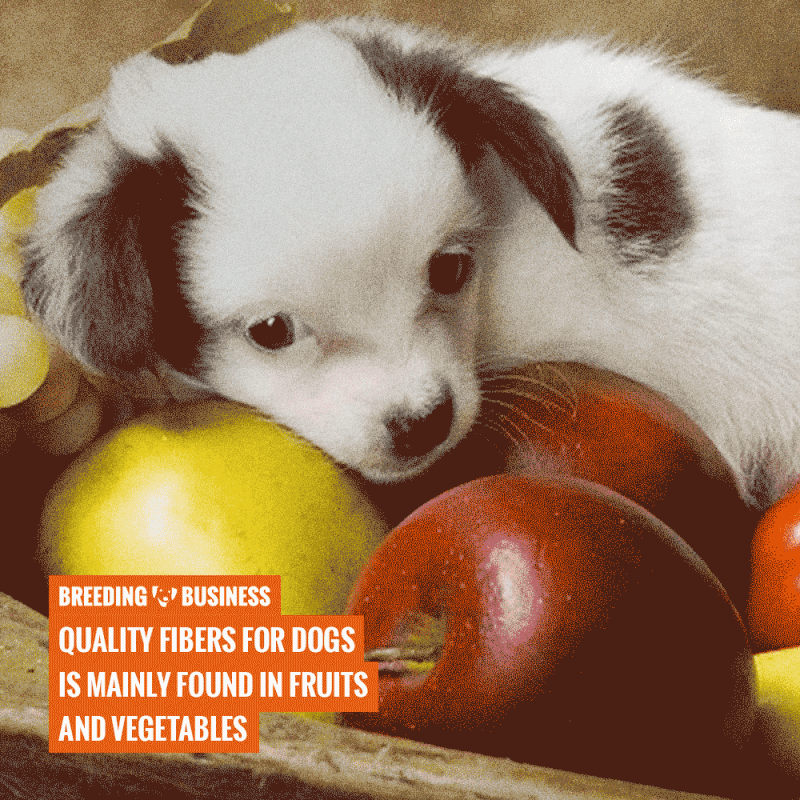 dog fibers in fruits and vegetables