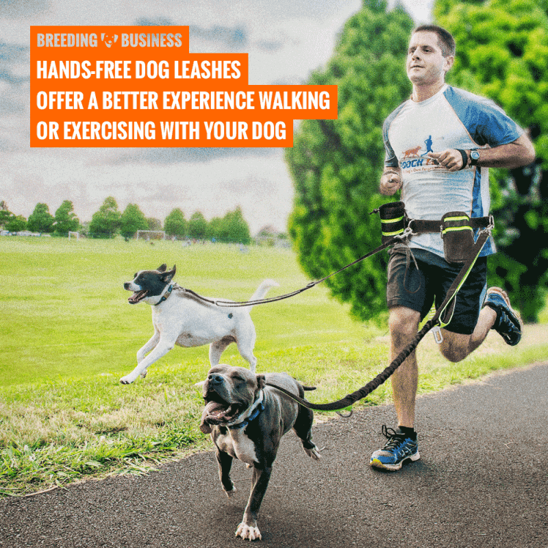 best hands free dog leash for running