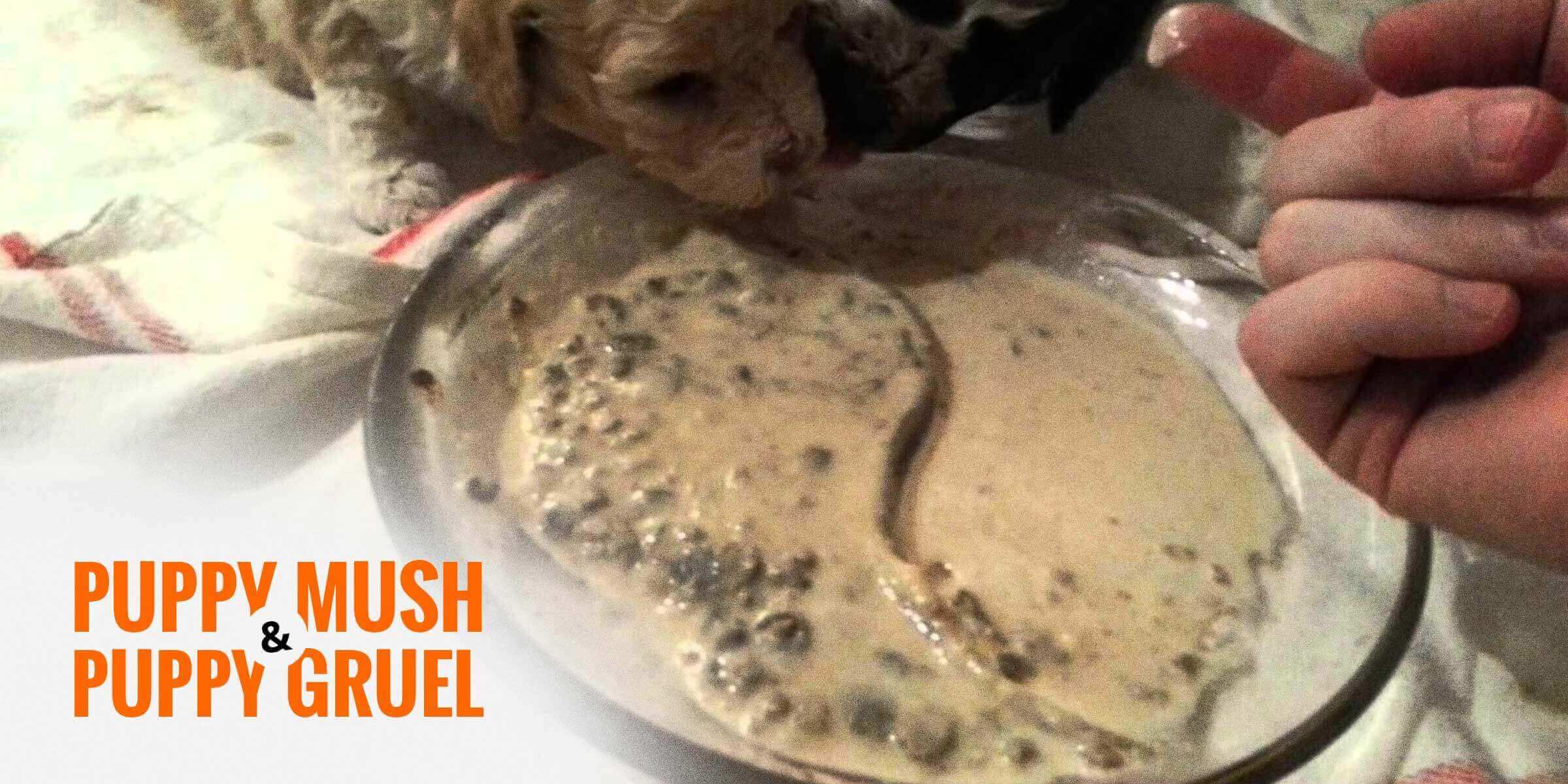 puppy mush gruel recipes