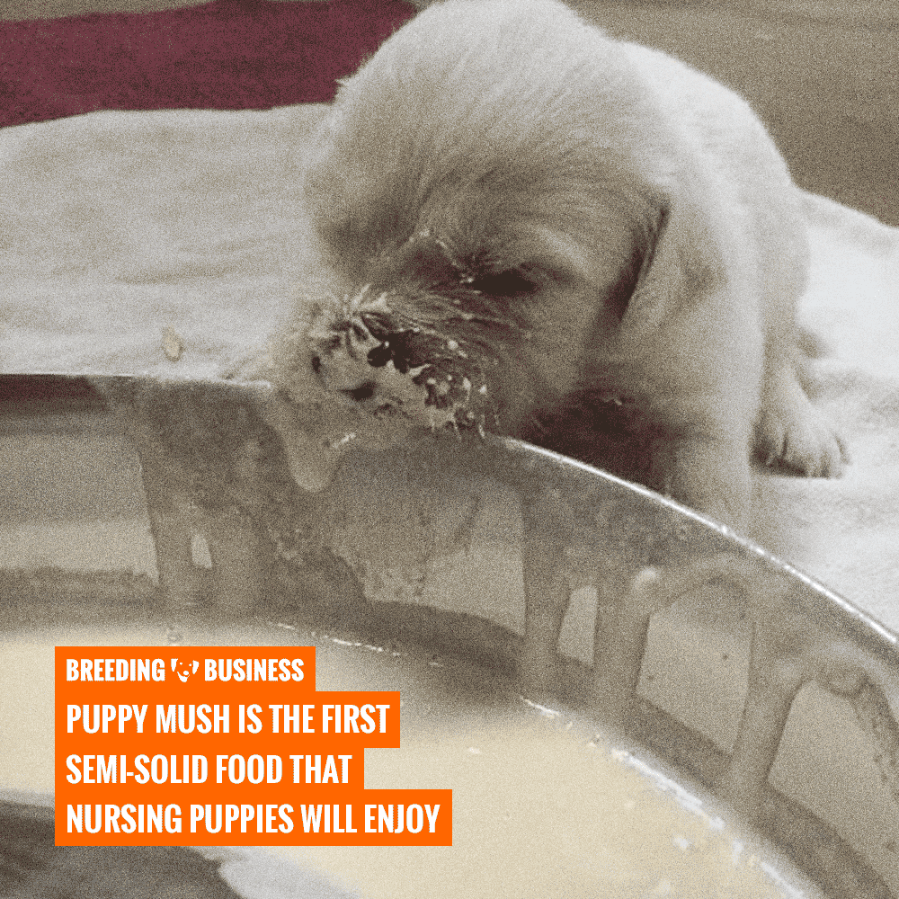 puppy gruel vs puppy mush