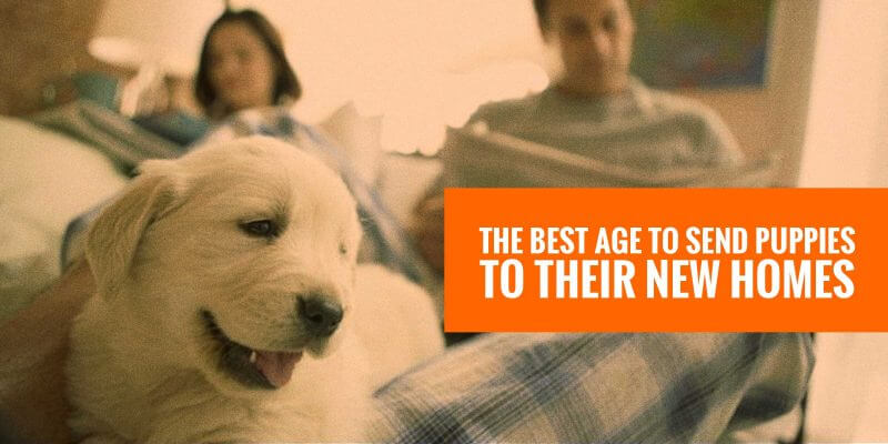 jay's sporting goods puppies