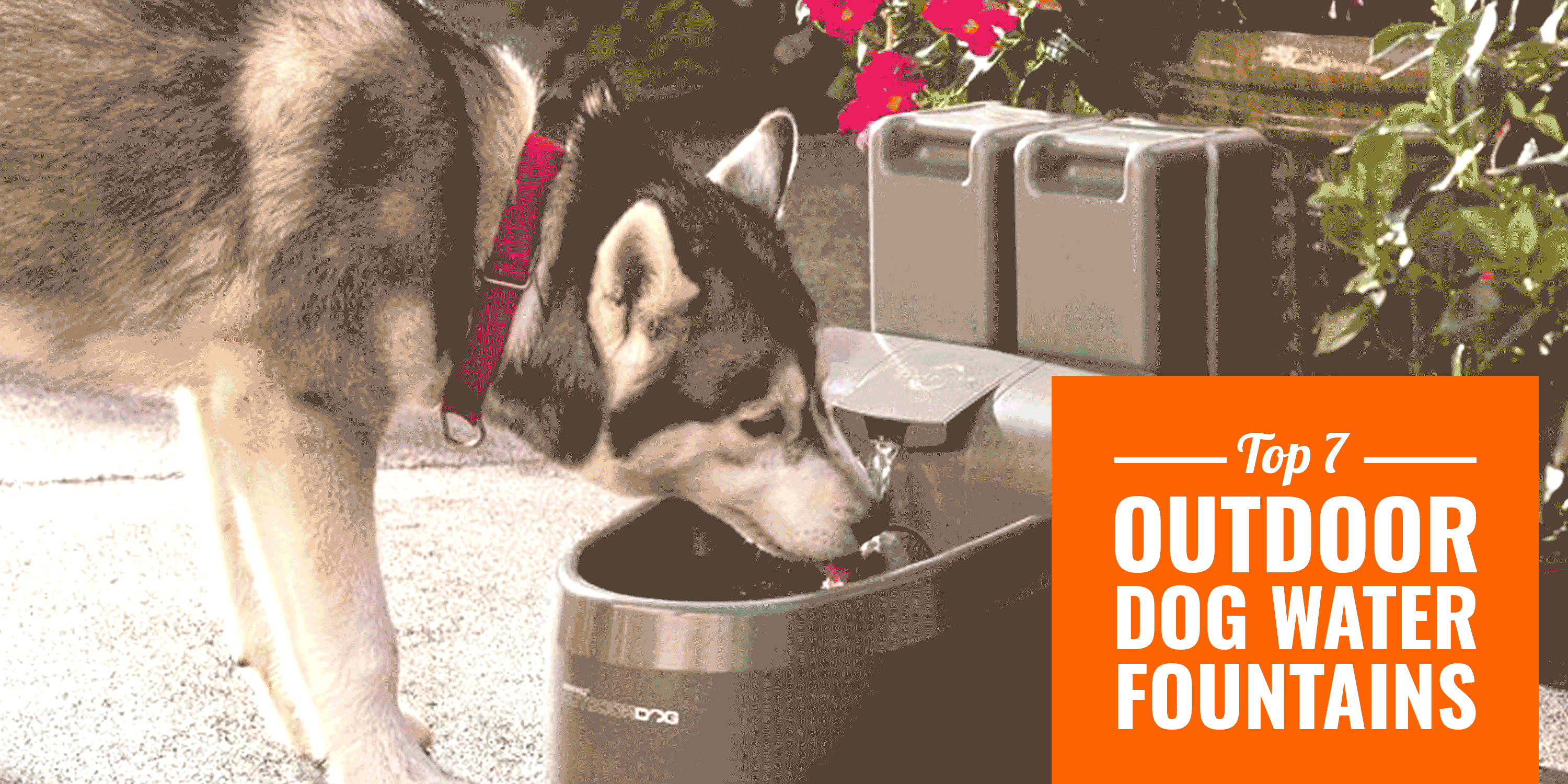 Top 7 Best Outdoor Dog Water Fountains 