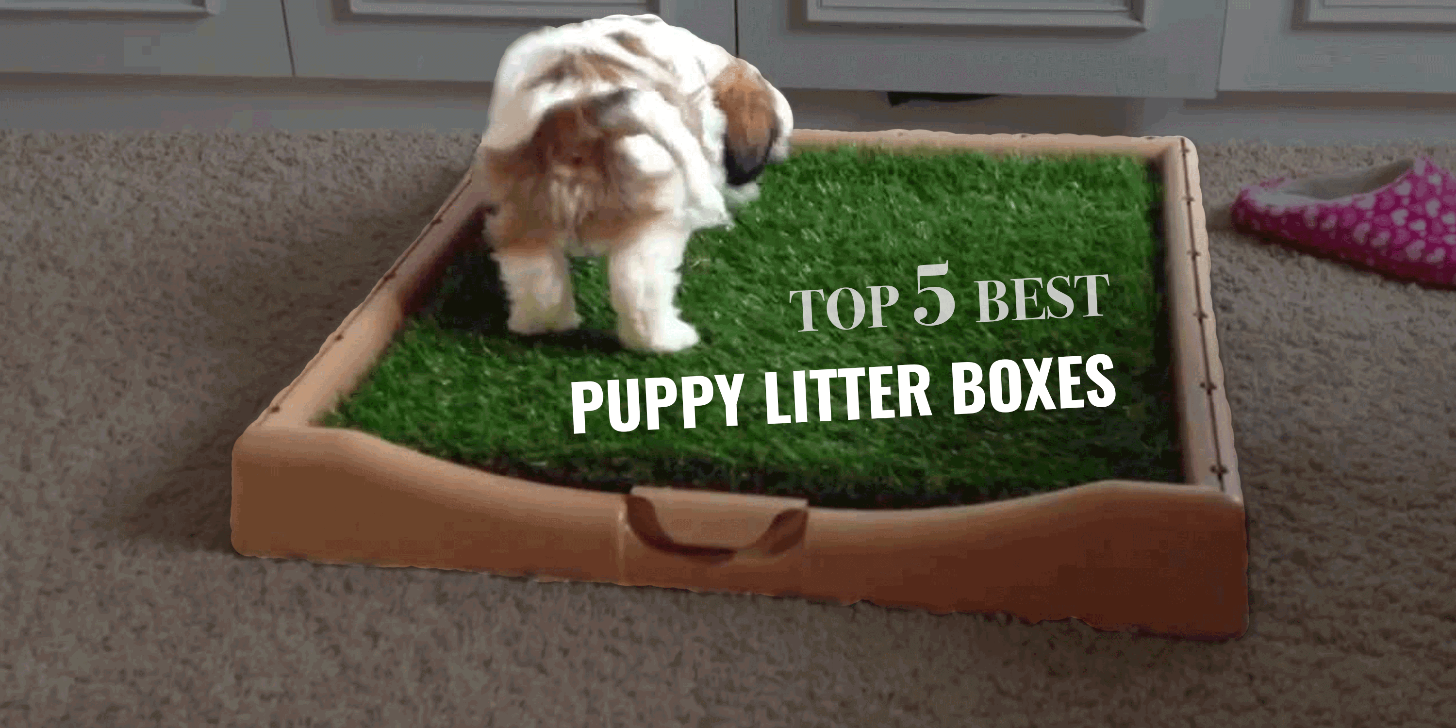dog using litter box