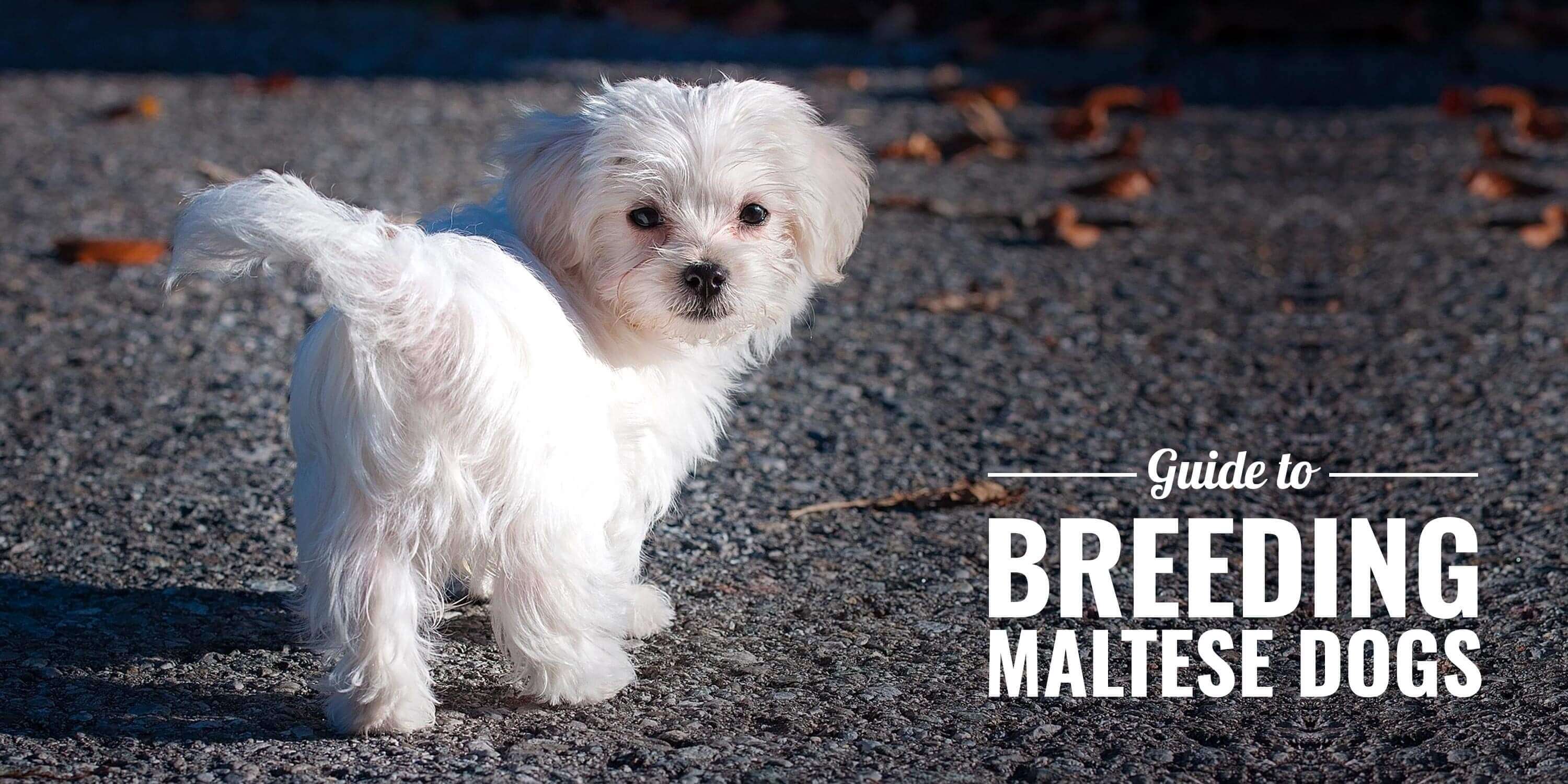 maltese dog rate