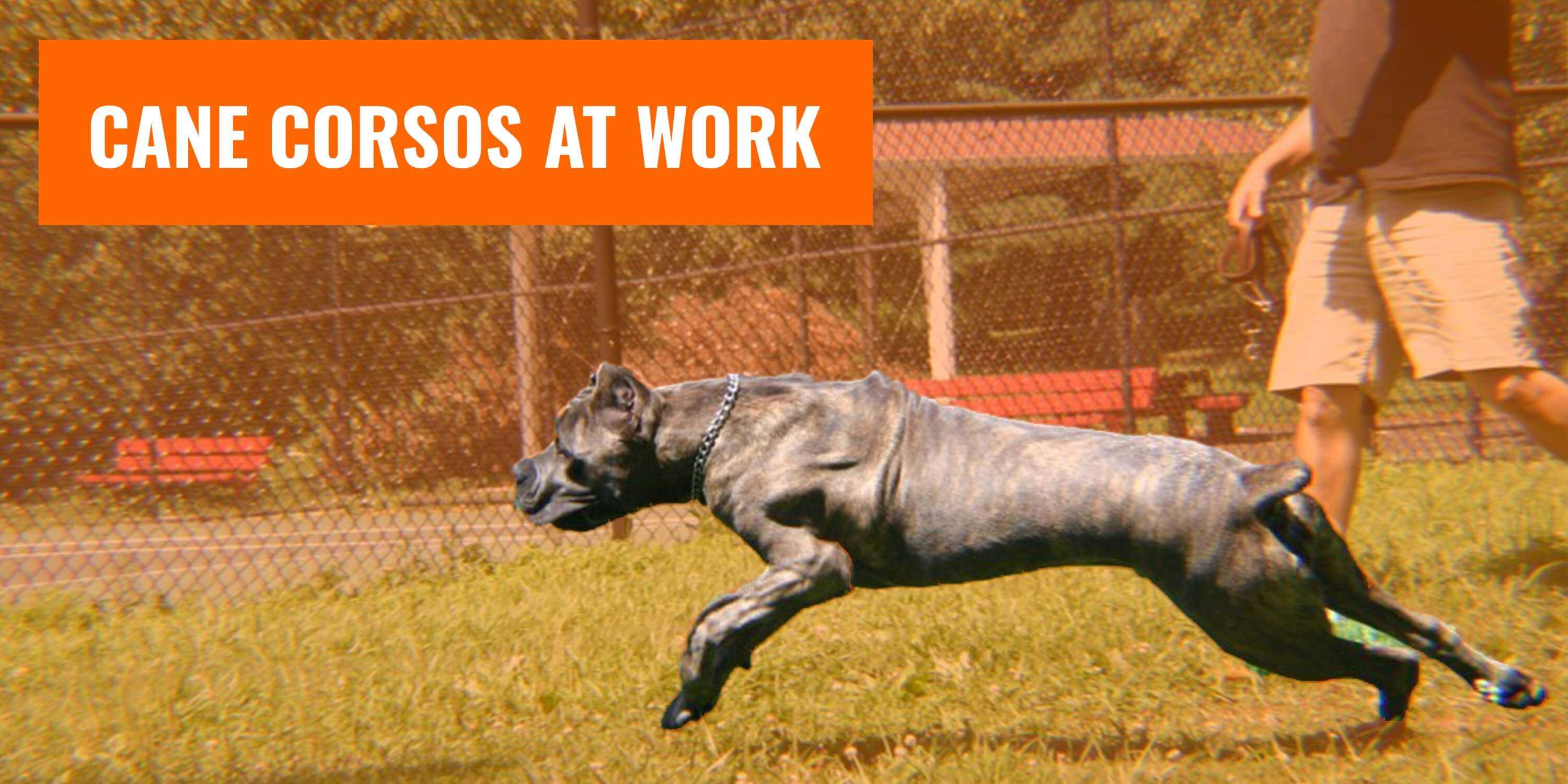 working cane corso kennels