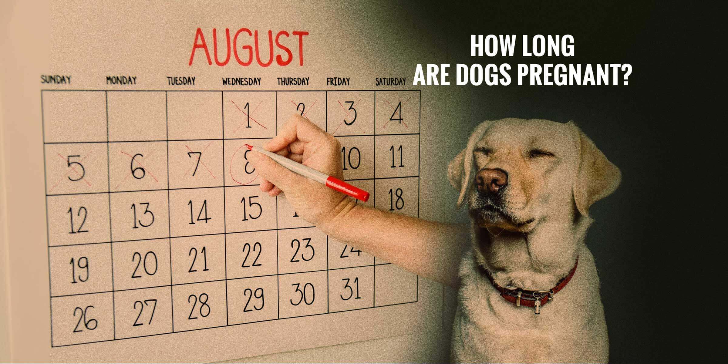 How Long Are Dogs Pregnant Breeding Business