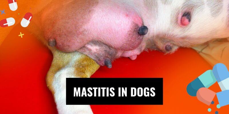 Mastitis in Dogs — Prevention, Causes, Symptoms & Treatments