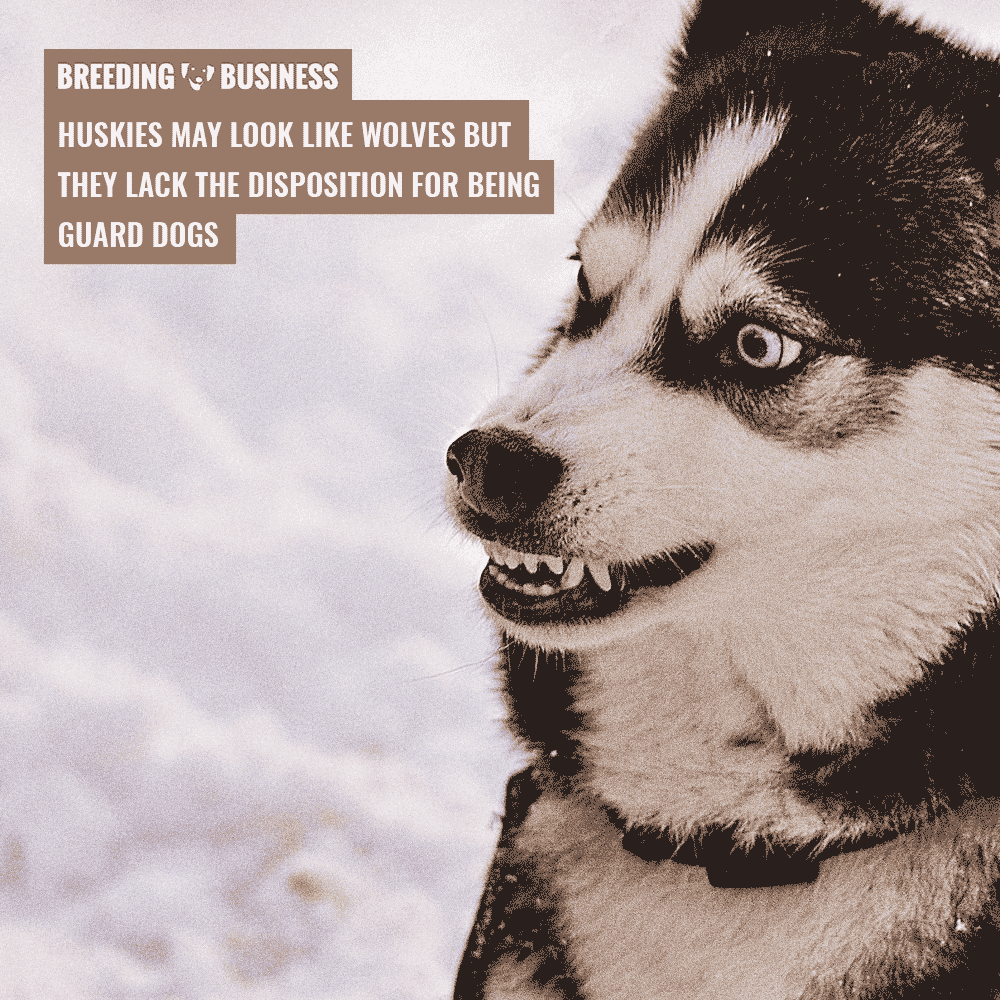 husky as guard dog