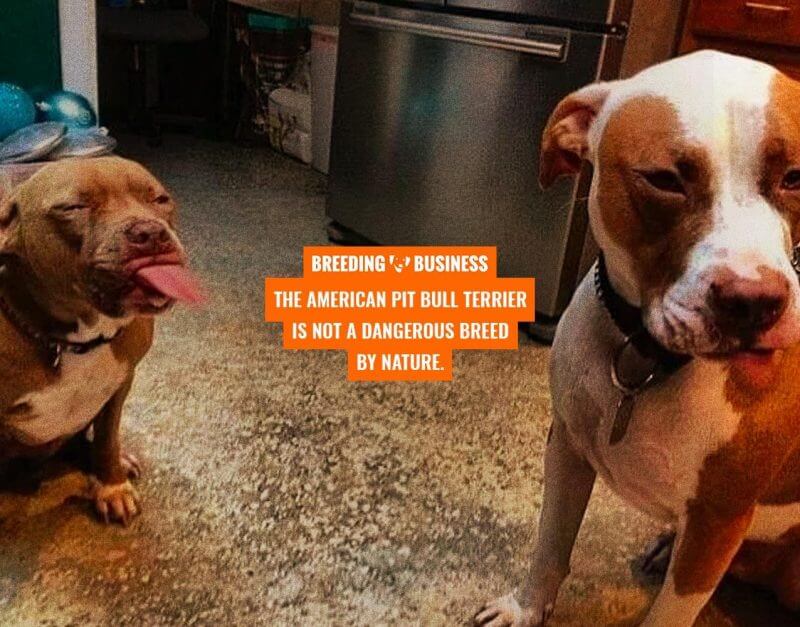 are pitbull dangerous?