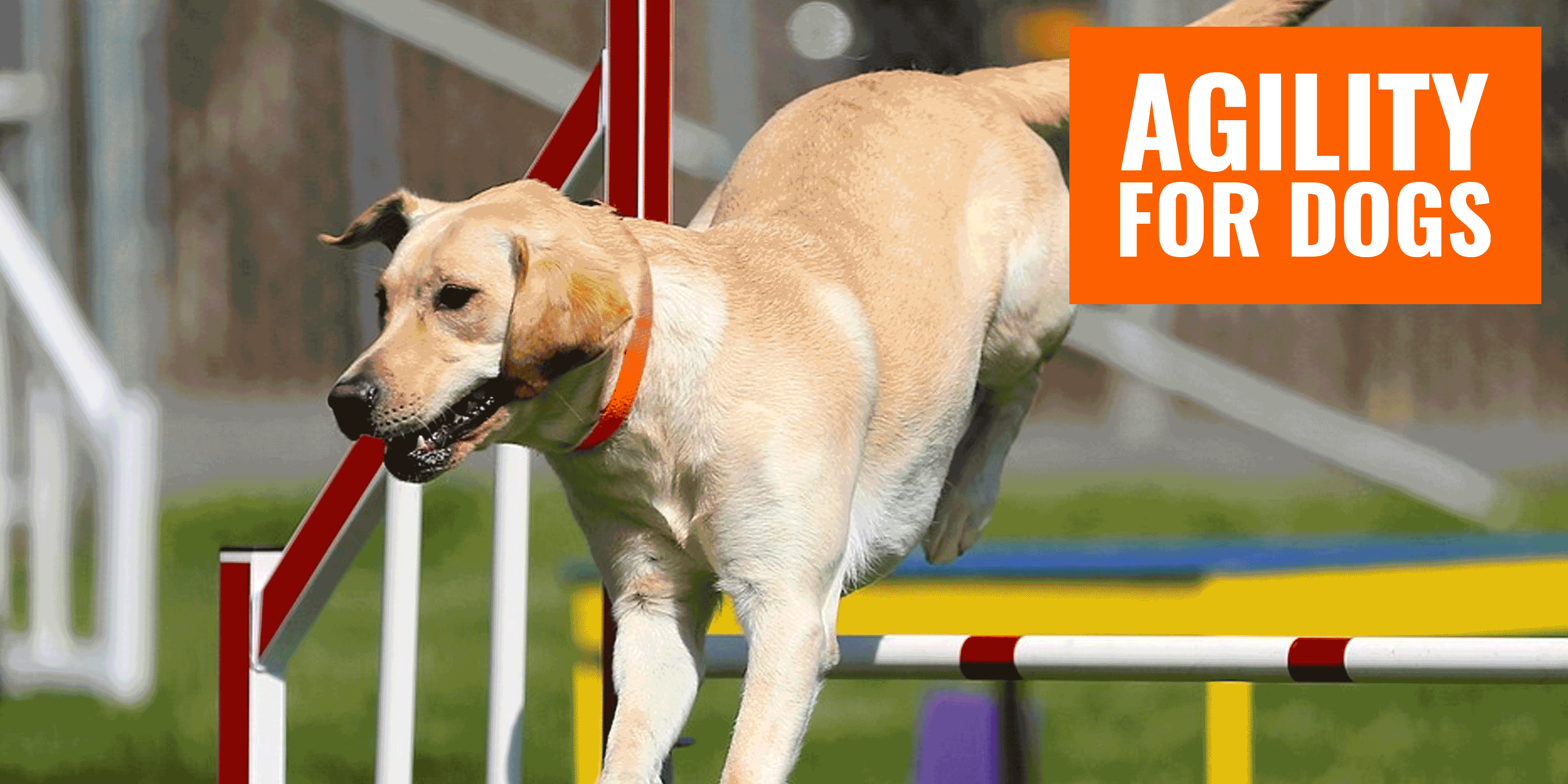 Agility Equipment for Dogs — Indoors, Outdoors, Gears, Training, Reviews