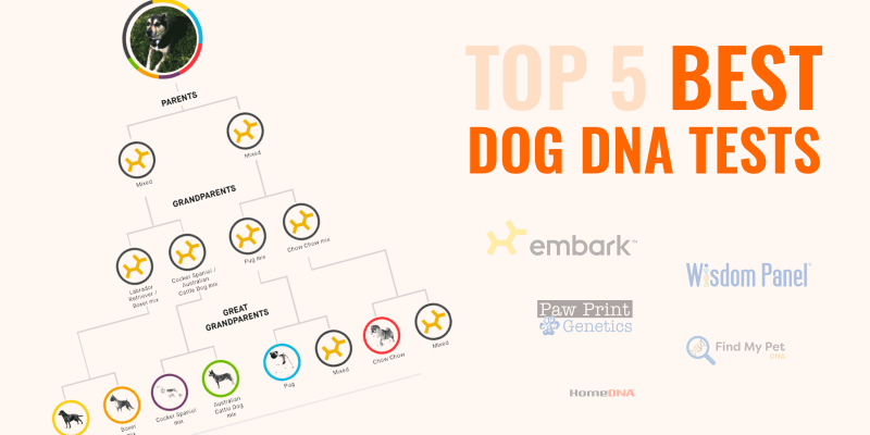 akc dna test kit