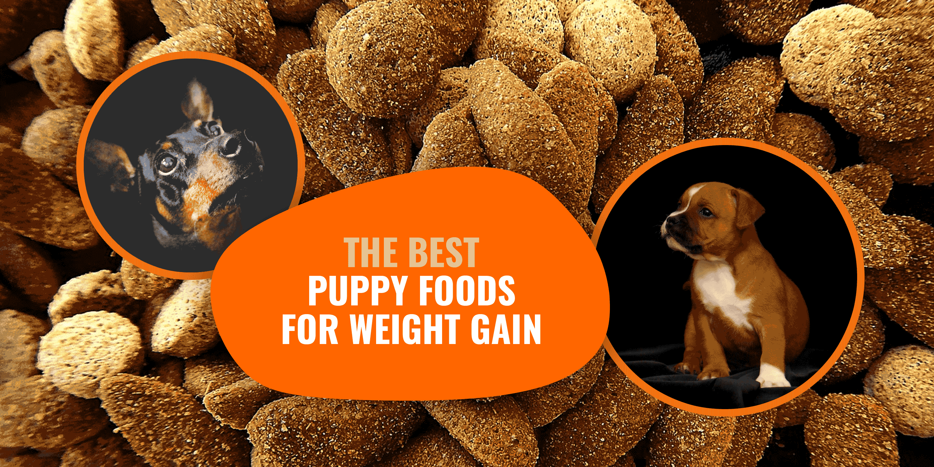 5 Best Puppy Foods for Weight Gain Mass Builders & Reviews