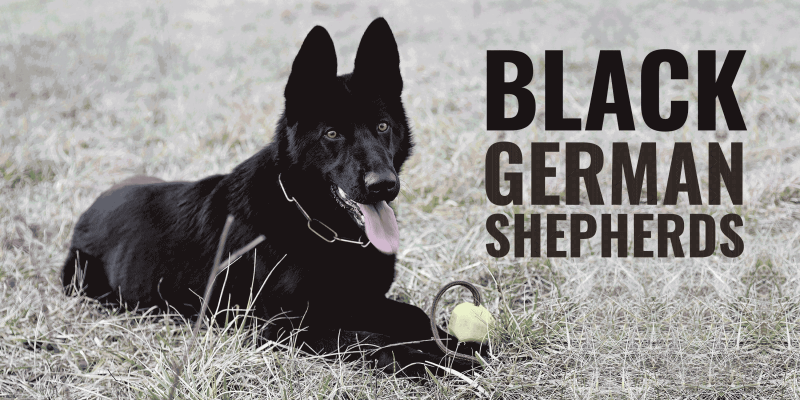 german shepherd grooming cost