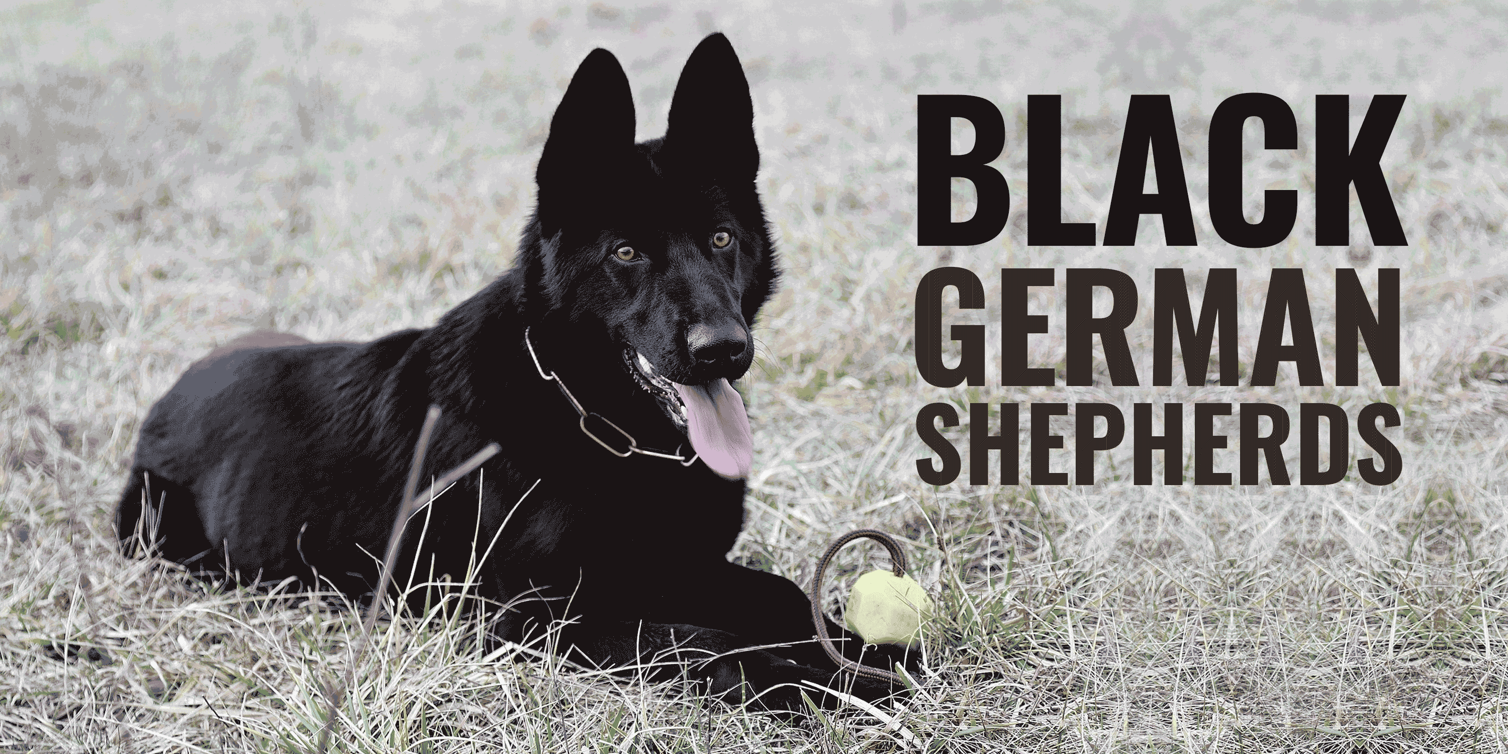 Black German Shepherds Genetics Prices Breeders Free Guide