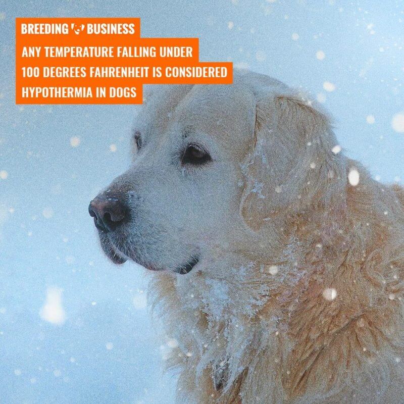 canine hypothermia temperature