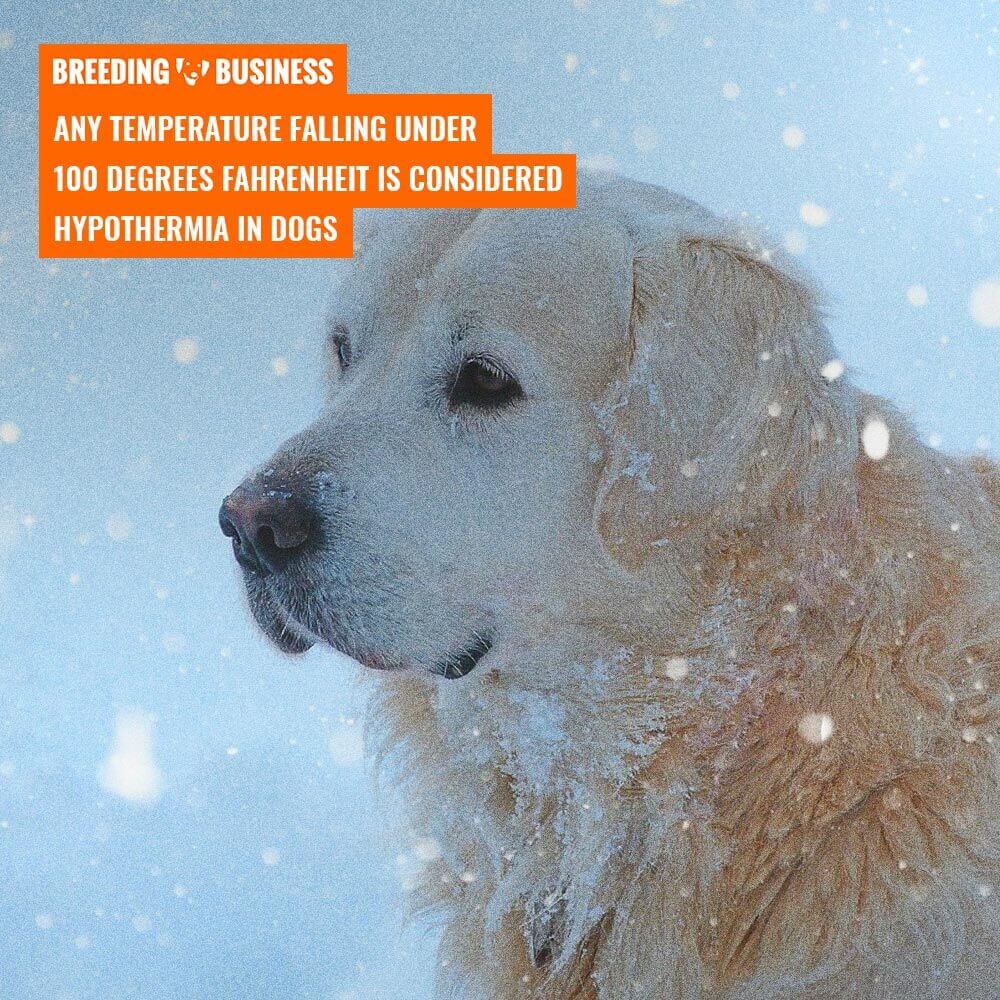 canine hypothermia temperature