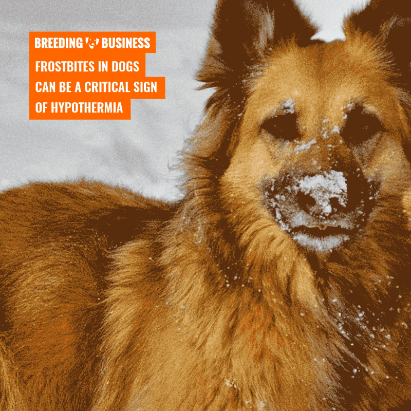 dog frostbites and hypothermia
