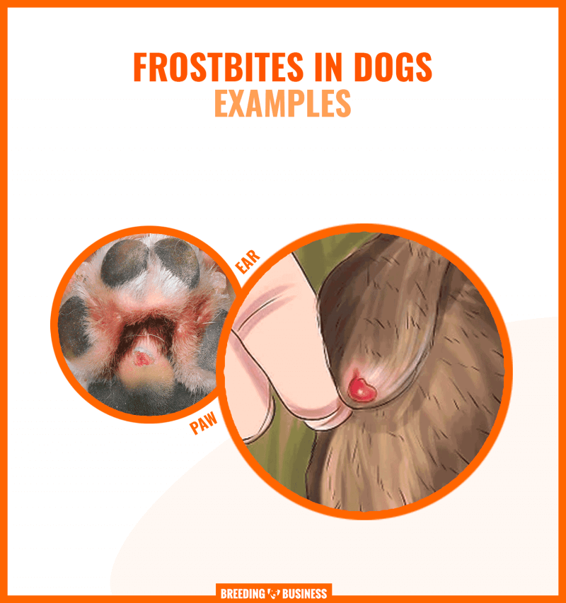 paw and ear frostbites on dogs