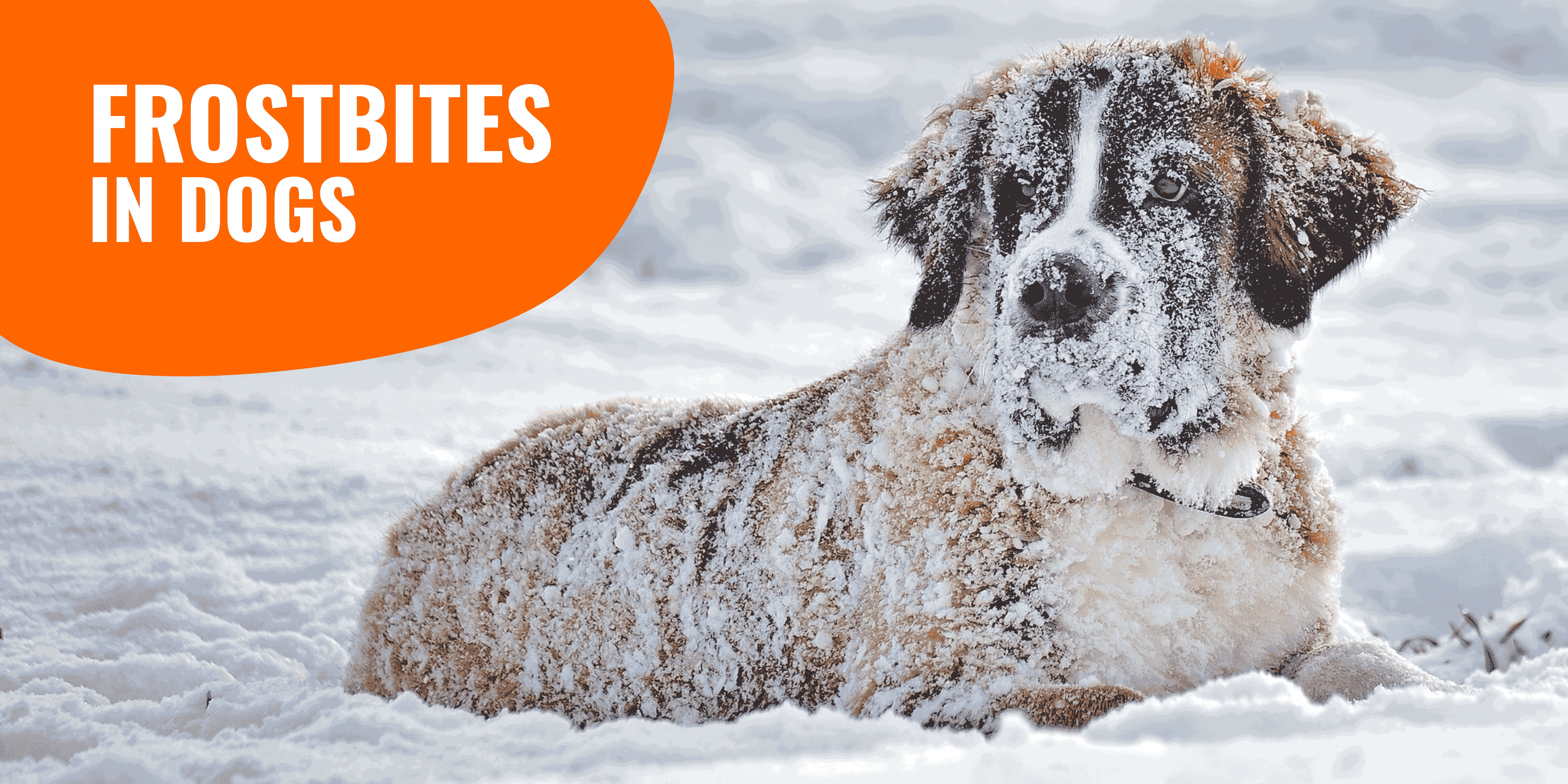Frostbites in Dogs — Symptoms, Causes, Treatment & Prevention