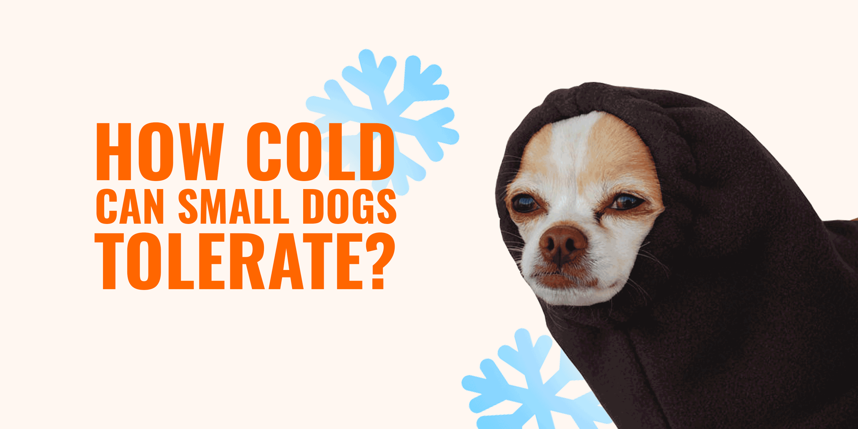 How Cold Can Small Dogs & Toy Breeds Tolerate?