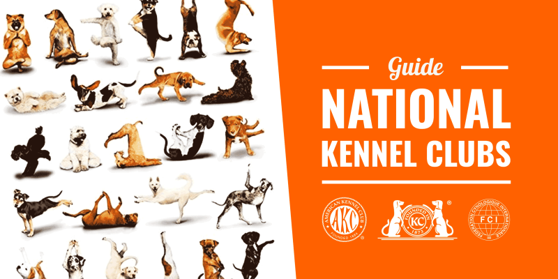 Kennel Clubs For Dog Breeders — Roles, Benefits, Controversies & More