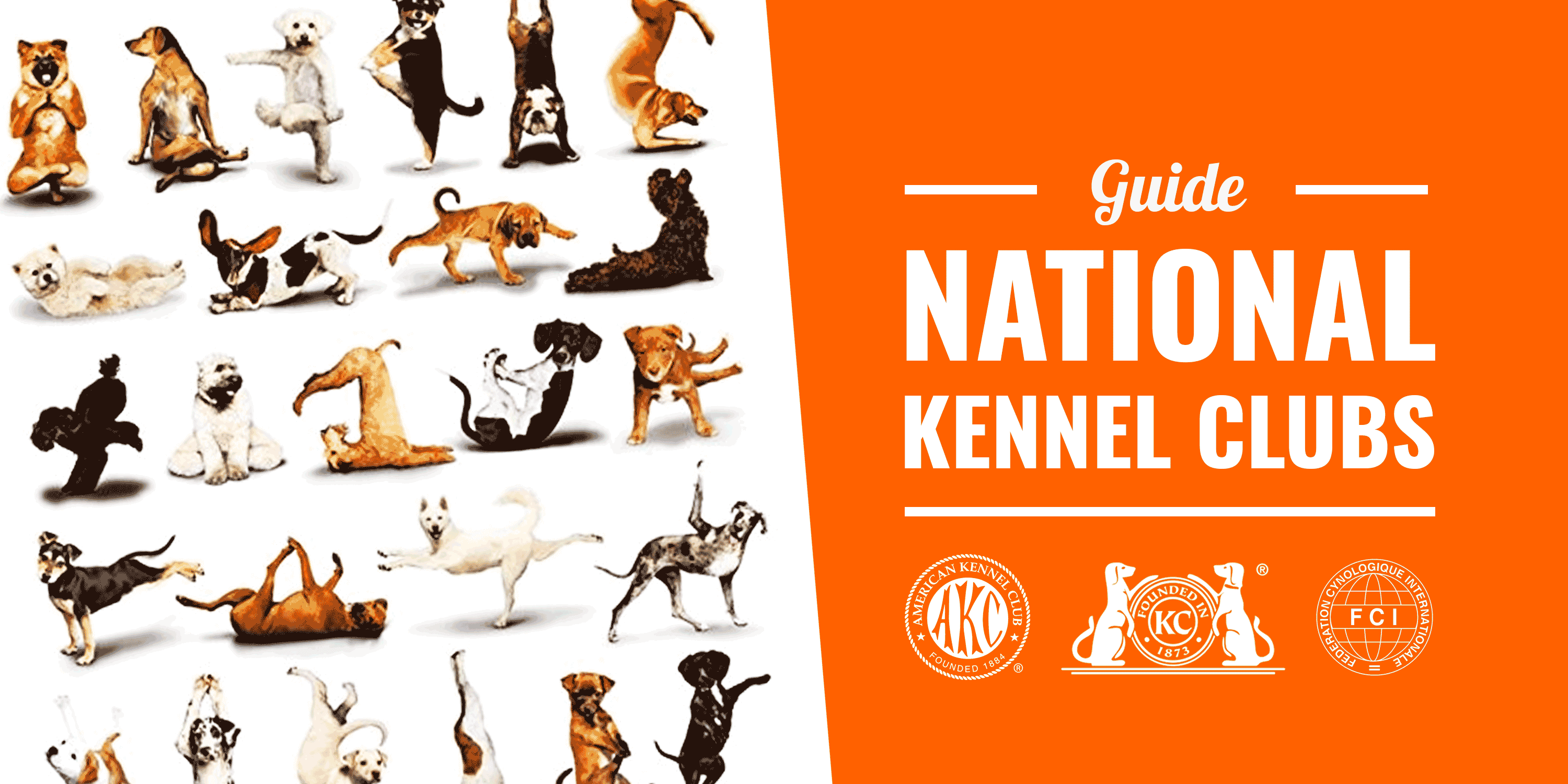 Kennel Assured Breeders Kennel Club Assured Breeders List 2025 - Main Image