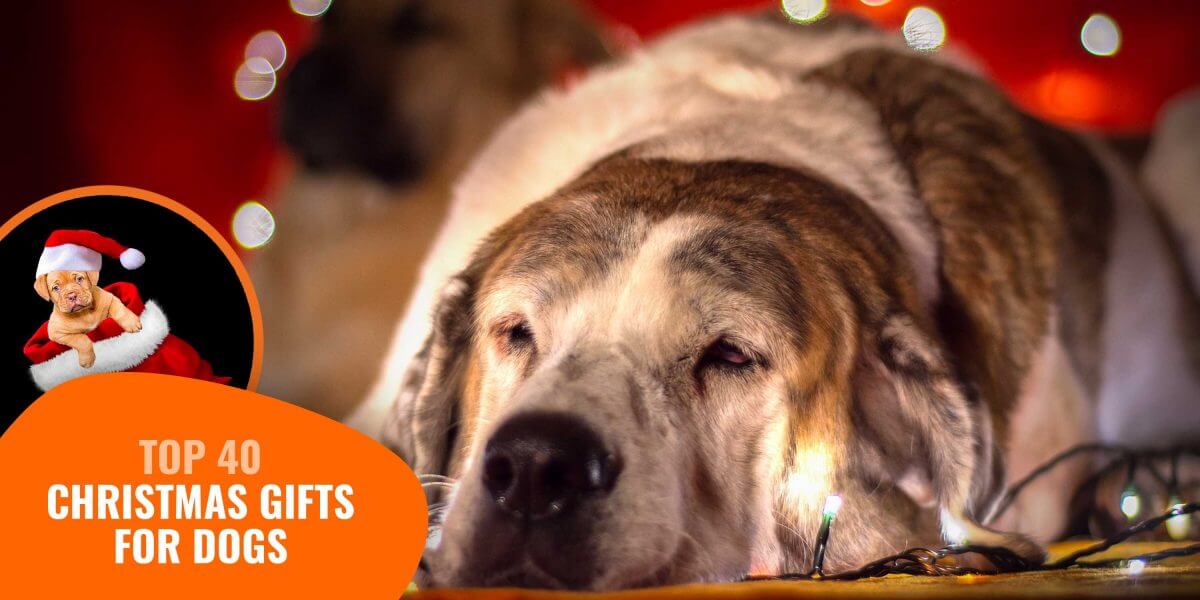 christmas gifts for dogs 2018