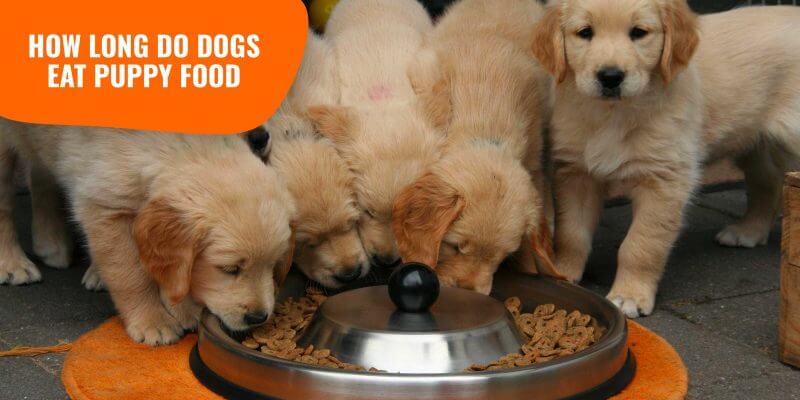 can i feed my puppy dog food
