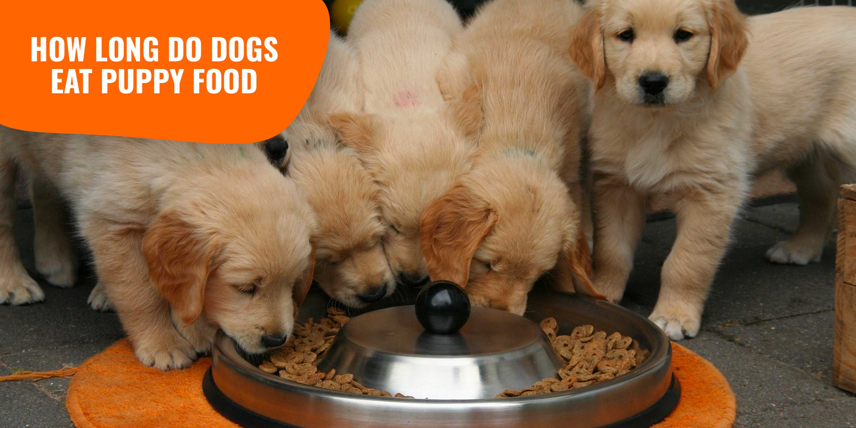 is dry dog food bad for dogs