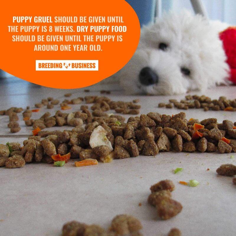 when can you feed puppies dry food