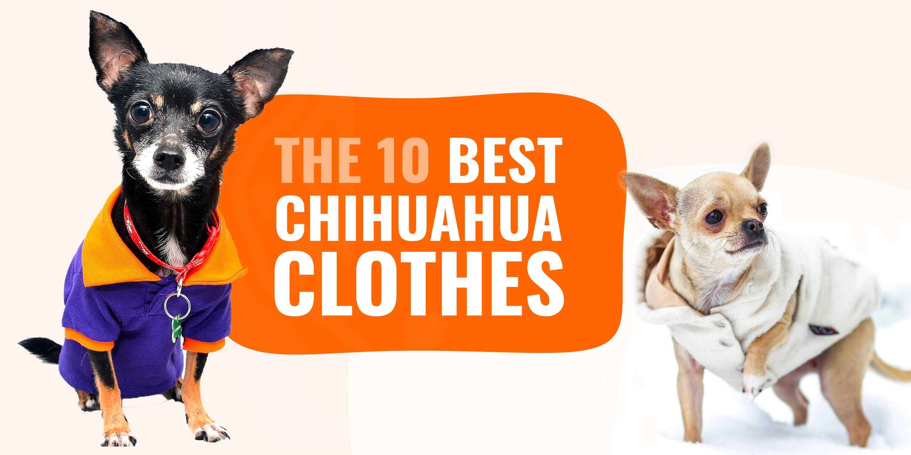 10 Best Chihuahua Clothes – Sizing, Fabrics, Buying Guide & Reviews!