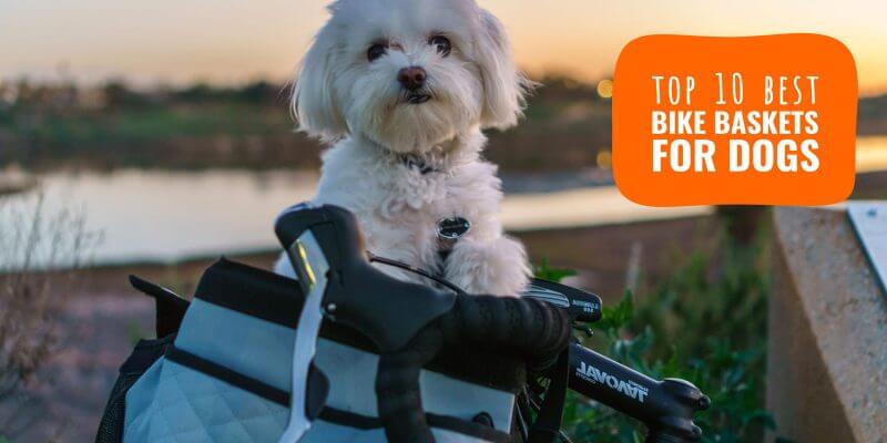 petsafe solvit tagalong dog carrier for bikes