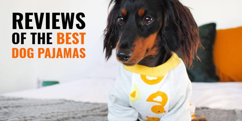 dachshund pjs for dogs