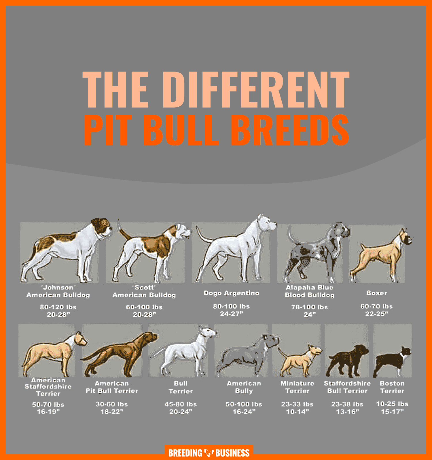 different breeds of pitbull dogs