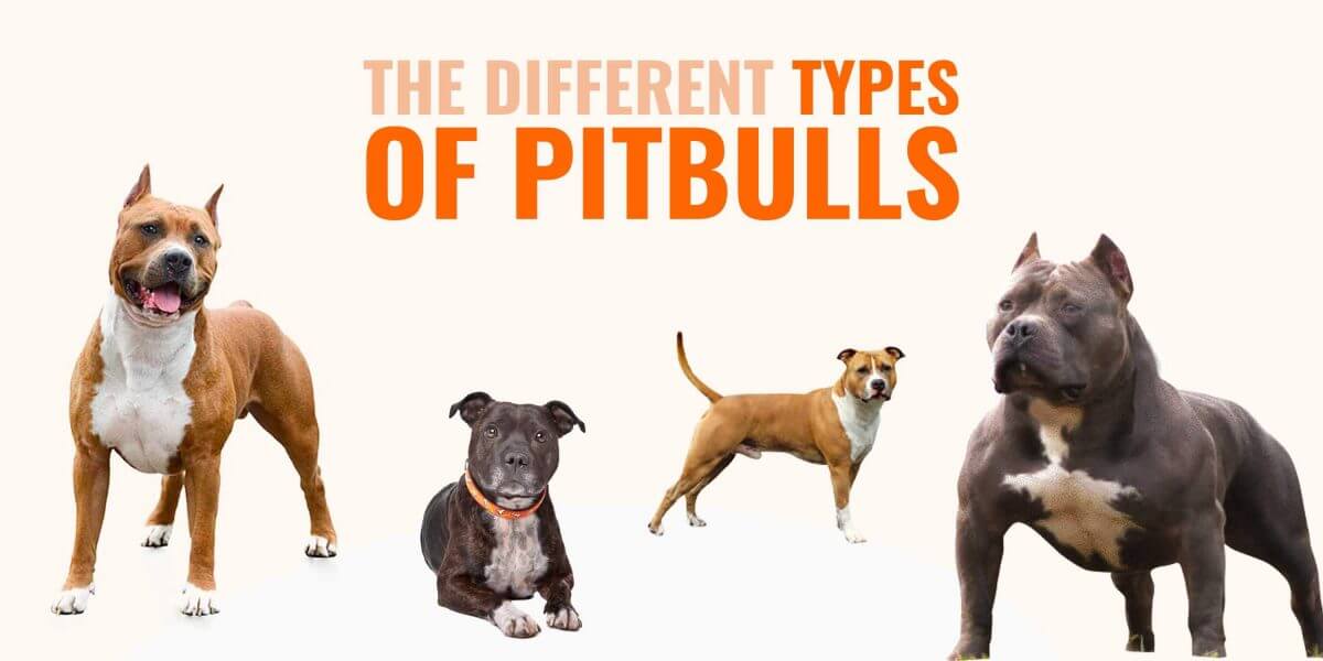 Different Types of Pitbulls — APBT 