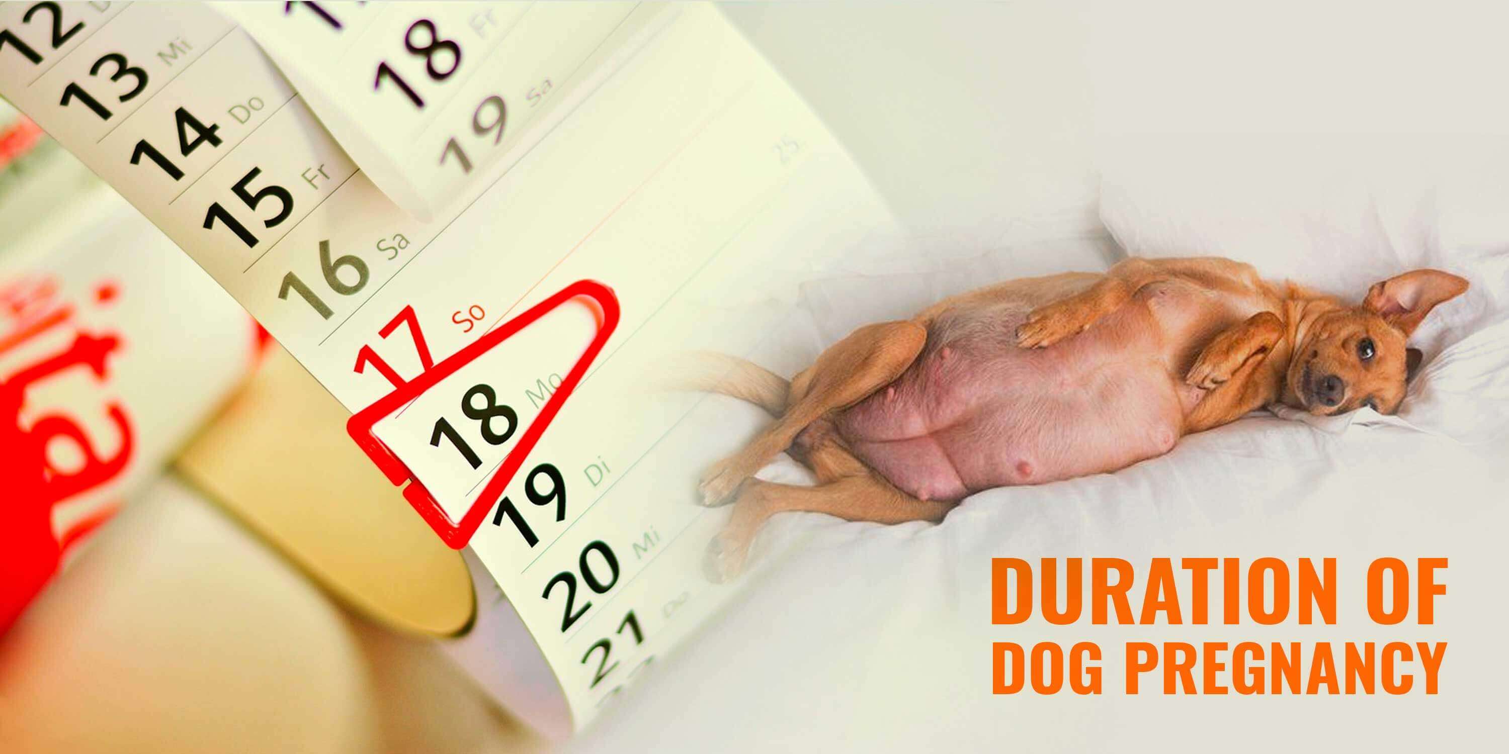 What is the Duration of Dog Pregnancy? — Breeding Business