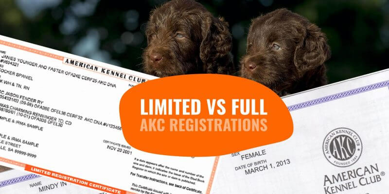 lost my dogs akc papers