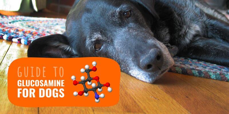 cosequin glucosamine chondroitin for dogs