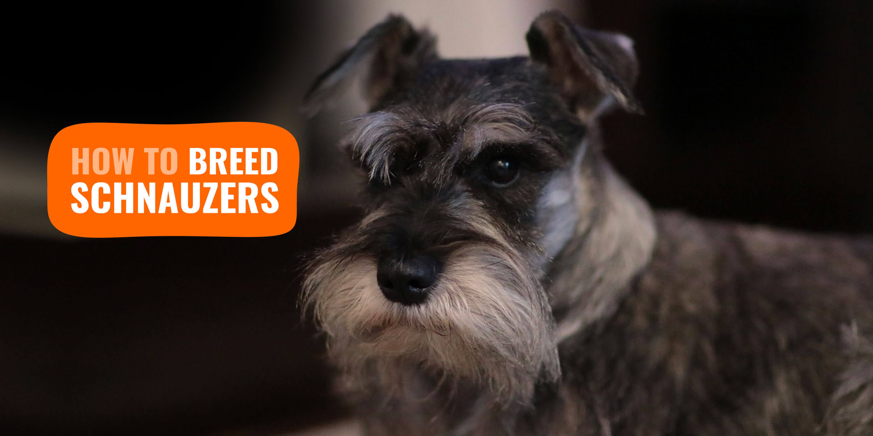 best clippers for mini schnauzer