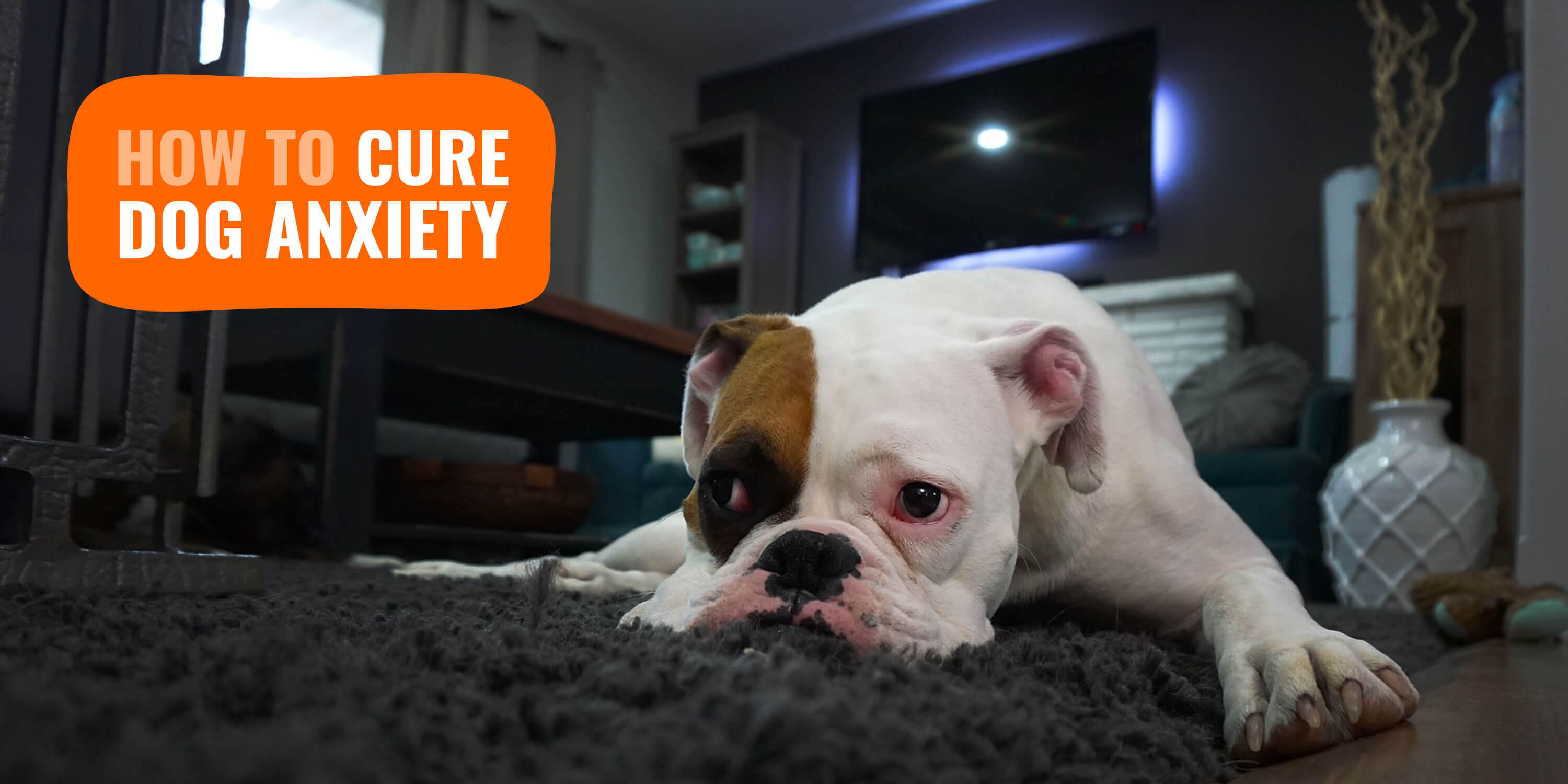 Dog Anxiety Signs, Causes, Treatments & Anxiety Relief Reviews