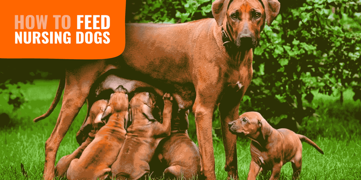 homemade food for nursing dog