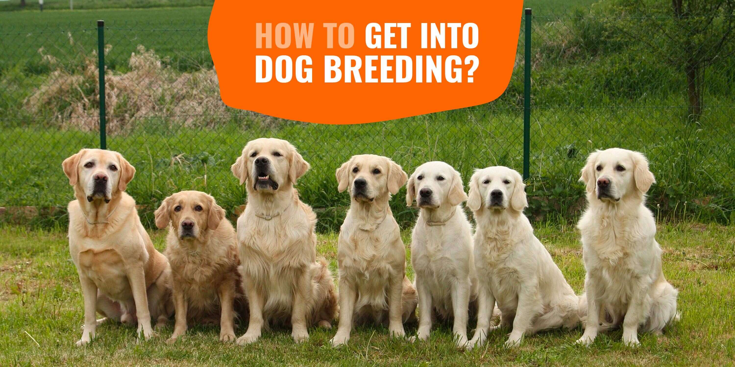 How To Get Into Dog Breeding? — Here 