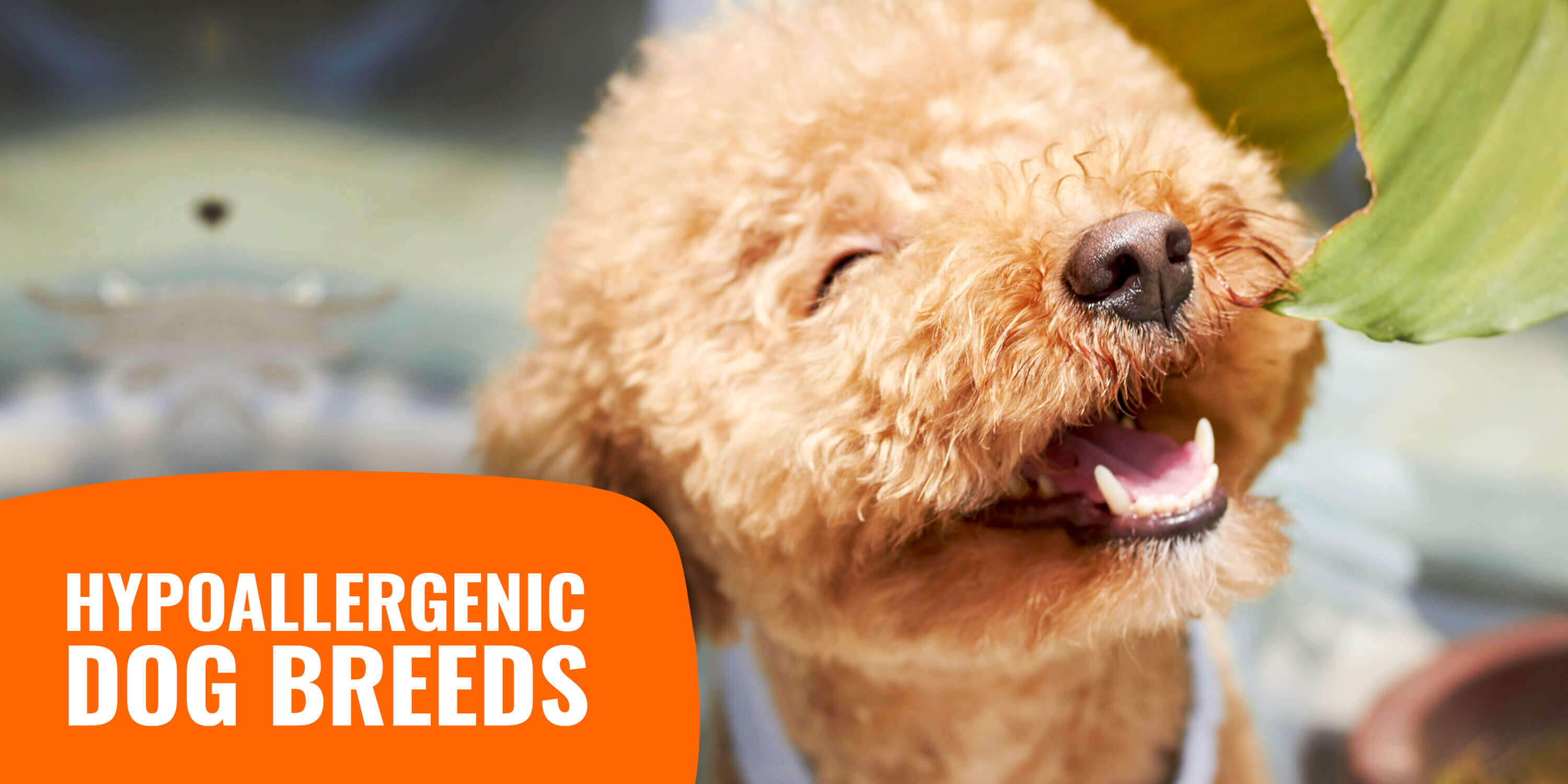 dog breeds with most allergies