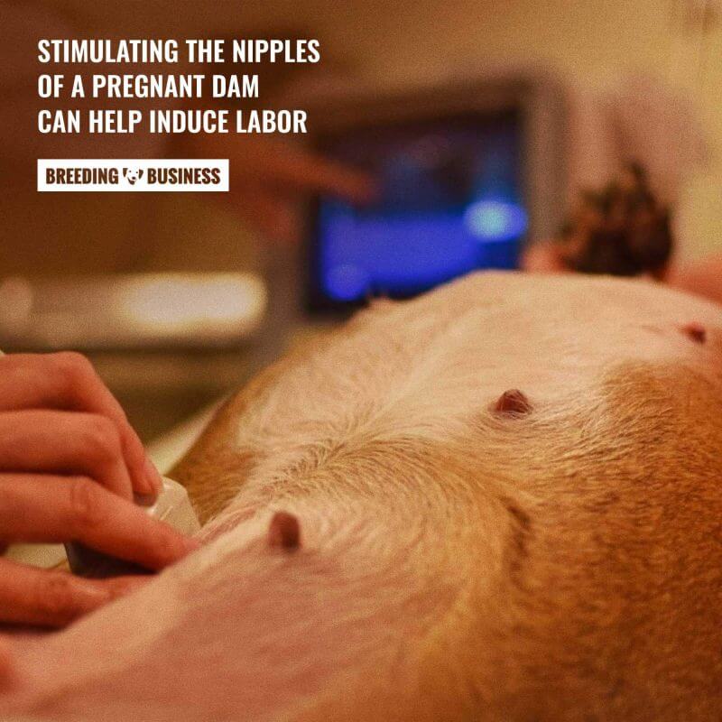 induce labor in whelping dog