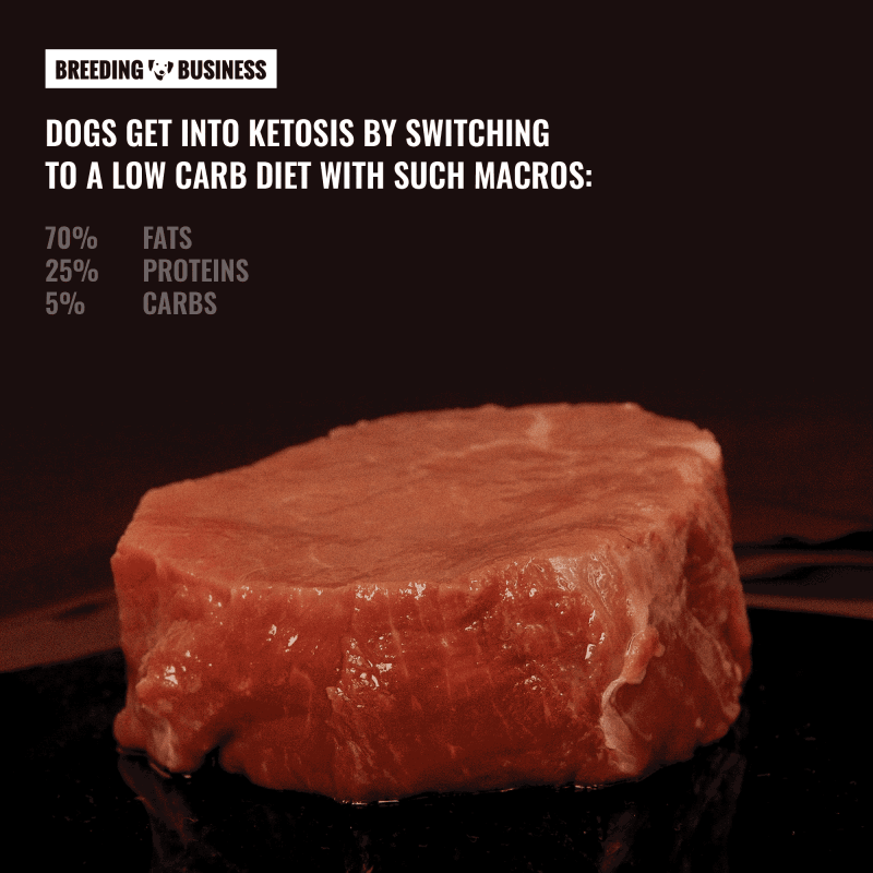 keto macros for dogs