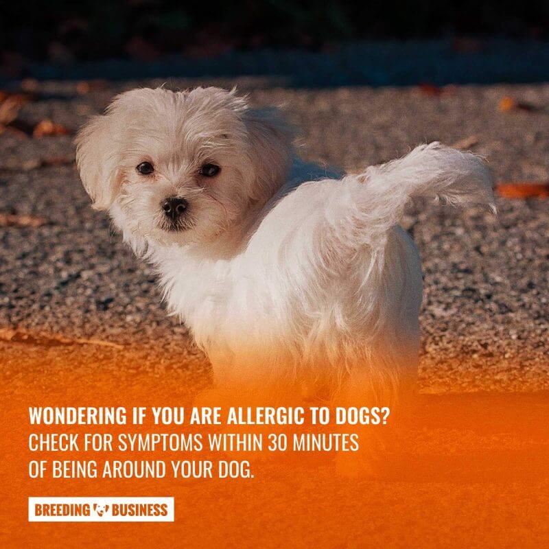 pet allergy tests