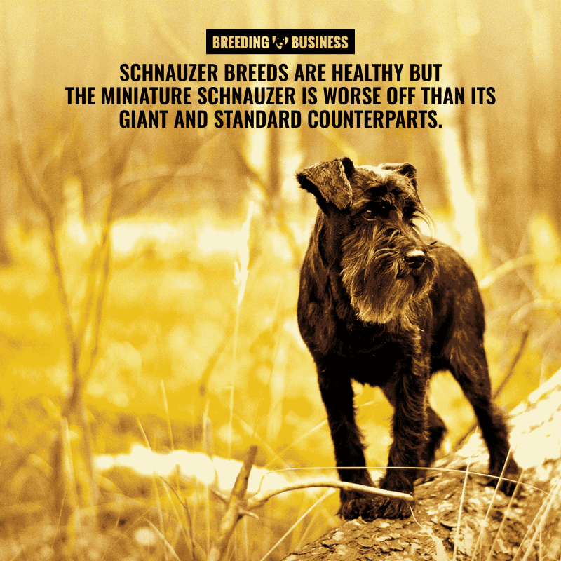 health of miniature and toy schnauzers