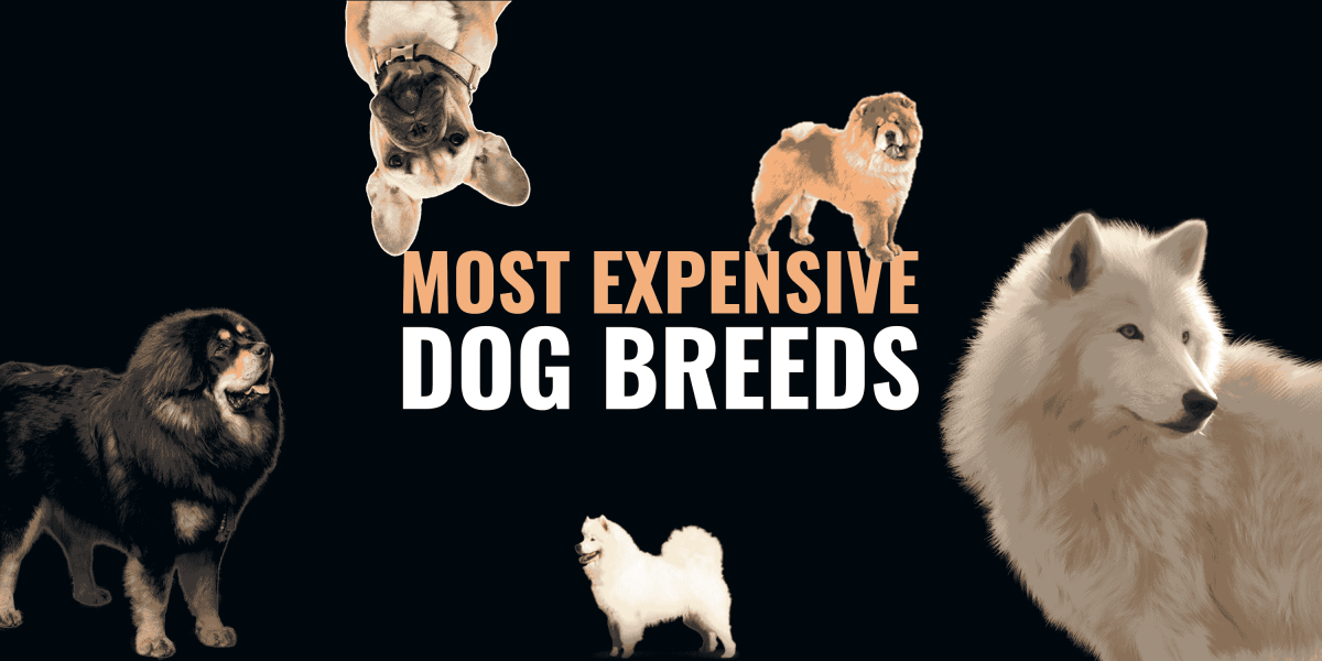 expensive dog stuff