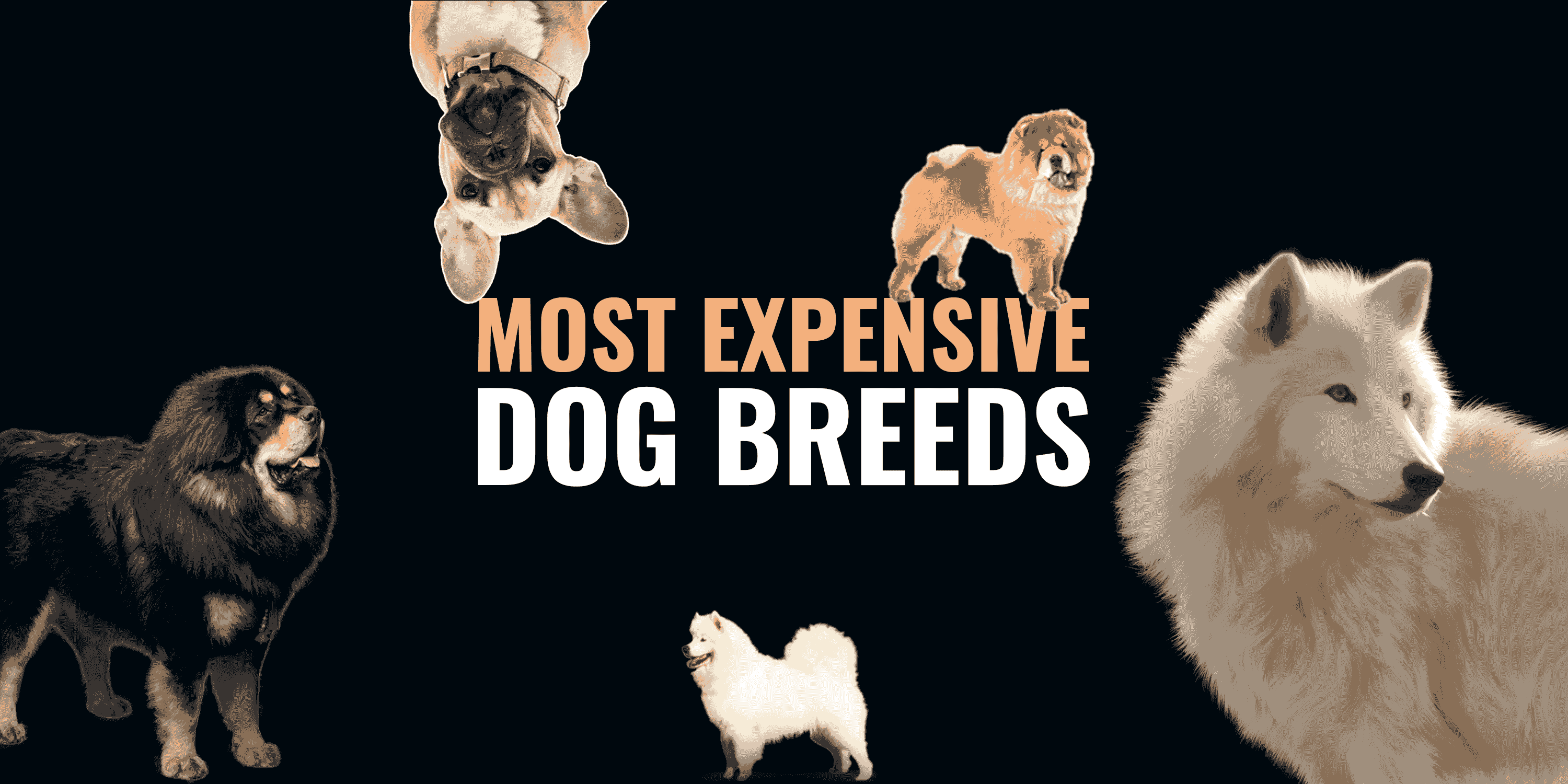 rare expensive dog breeds